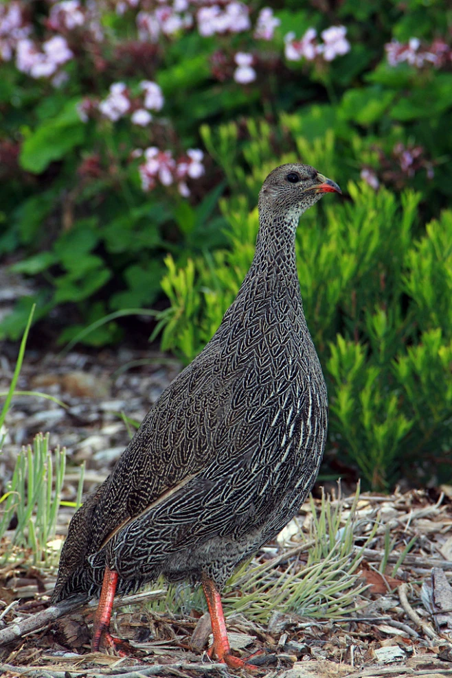 鸡形目·雉科·鸡鹧鸪属：南非鹧鸪