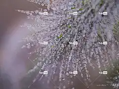 水滴 植物 自然 水 有天赋的人 花 花壁纸 美丽的花朵 水滴