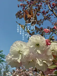 #阿蒙的九宫格#之前的日本晚樱九宫格有几处不合适的地方，其中一种因为彼时不熟悉犯了错误。现在重新做了晚樱的九宫格X2版本，这18种晚樱有16种被称为“荒川堤古典樱花”这些樱花是日本古代樱花品种的代表，在明治维新后，有很多日本樱花因为社会变迁而灭绝，在荒川堤上最早栽培了78种樱花，这78种便是 ​​​​...展开全文c