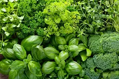 传统中医草药草本