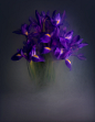 Flowers flower flowerpower flowerphotography flowerstilllife moodyflowers