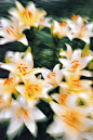 a bunch of white and yellow flowers with green leaves