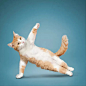 YOGA CATS | MEET THE CATS : CHECK OUT PHOTOS OF ALL THE YOGA CATS.  FIND YOUR FAVORITE YOGA CATS AND THEIR POSES.