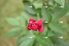玫瑰 花 玫瑰绽放 花瓣 花壁纸 玫瑰花瓣 美丽的花朵 盛开