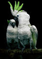葵花凤头鹦鹉 是澳洲常见的鹦鹉，聪明美丽，经常被当地人养为宠物，寿命可达四十年。 