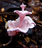 **a new species of fungi coloured an almost fluorescent pink with a highly surprising form. Podoserpula miranda , named by its discoverers for its remarkable splendour