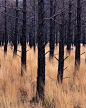 Field of trees: 