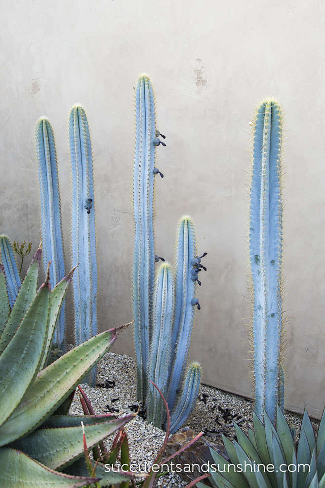 Blue-Cacti-at-Jeanne...