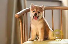 【图】想要旺财就来一条小柴犬 最忠诚的家庭伴侣犬表情包 - 石景山宠物狗 - 北京58同城