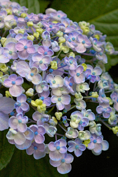 雨点点儿采集到花花草草