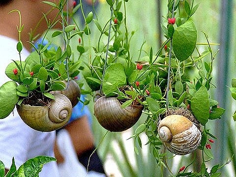  摄影 风景 植物 用蜗牛壳种植物。。。...
