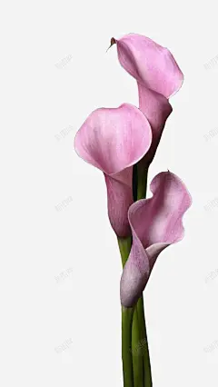 植物插画 页面网页 平面电商 创意素材