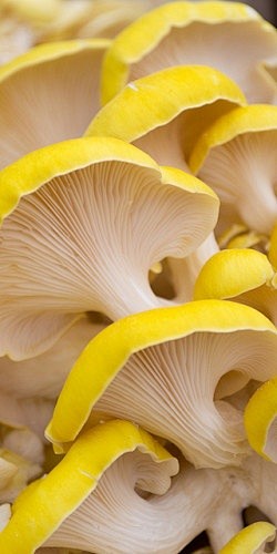 Yellow Oyster Mushro...