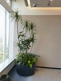 世洋_sue采集到花箱