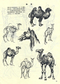 骆驼 
赓•郝尔托格伦《动物画技法》