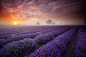 【迷一样的紫，美得震撼】世界上最美的六大薰衣草花海，或许就在你身边