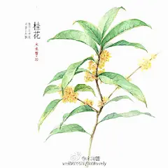 凑九张近期的手绘植物系列，中式水彩插画，花叶与诗词。（作者： @木龙蕾 ） ​