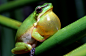 Eastern dwarf tree frog - Litoria fallax : One of the most common species on the east coast of Australia. Despite their size, these tiny frogs can make a massive noise. Some ponds are able to sustain hundreds of adults, and the noise can be deafening when