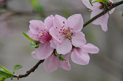 小C菜花采集到花（桃花）