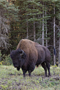偶蹄目·反刍亚目·牛科·牛亚科：美洲森林野牛