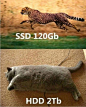 SSD与HDD
