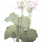 插画夏天夏季夏日荷花荷叶