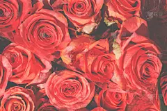 玫瑰,红色,美,贺卡,水平画幅,无人,情人节,特写,仅一朵花,花束