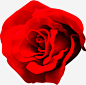 红玫瑰花素材