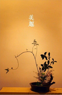 雾朦采集到插花