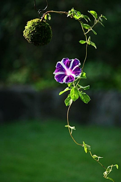 华衣出格采集到花草知识