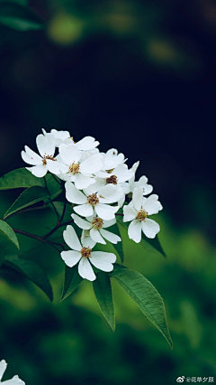 红伞伞ㅤ采集到花花