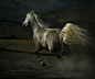 35张关于马的摄影照片 | 创意悠悠花园