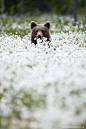 bear