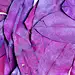 紫色 紫红 叶子 叶片 叶脉 枯叶 落叶 自然 背景