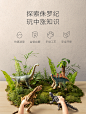 babycare儿童恐龙玩具大号霸王龙翼龙软塑胶仿真动物模型宝宝男孩-tmall.com天猫