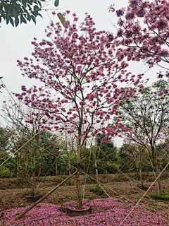 紫花风铃木1