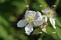 黑莓 花卉 性质 花卉背景 植物 食物 美丽的花朵 夏天 花壁纸