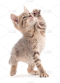 小的灰色的小猫。
