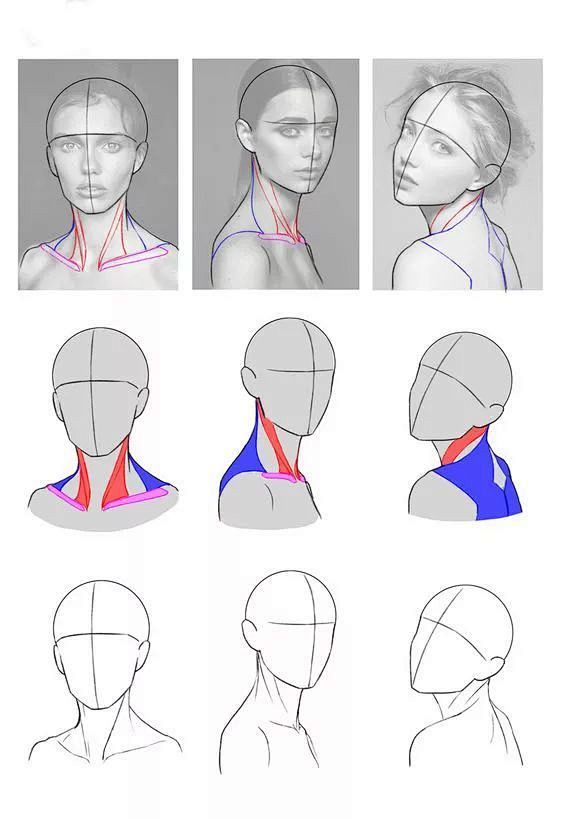 基础素描干货，你想要的都在这_ 头部 :...