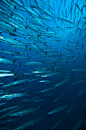 trynottodrown:
School of chevron barracuda, Sipadan, Sabah, Malaysia. | Matthew Oldfield 
