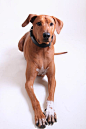 Brown Dog Lying on White Surface