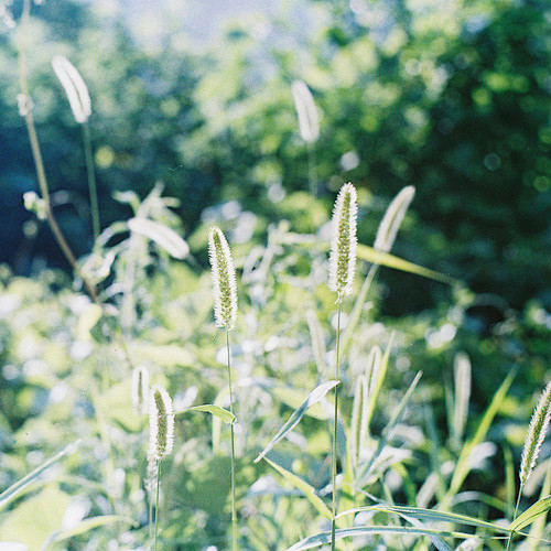 植物｜LOFTER