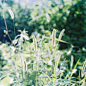 植物｜LOFTER