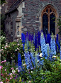 ☼ Blue delphiniums