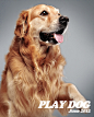 Play Dog! by ???? 主题展区_网易摄影