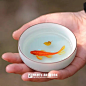 【上海的树脂画师深蓝之作品】
树脂画师深蓝的每一条鱼看上去都栩栩如生。深蓝两年前接触树脂画，经过不断的尝试逐渐形成了自己风格。色彩艳丽造型逼真，达到以假乱真的效果。