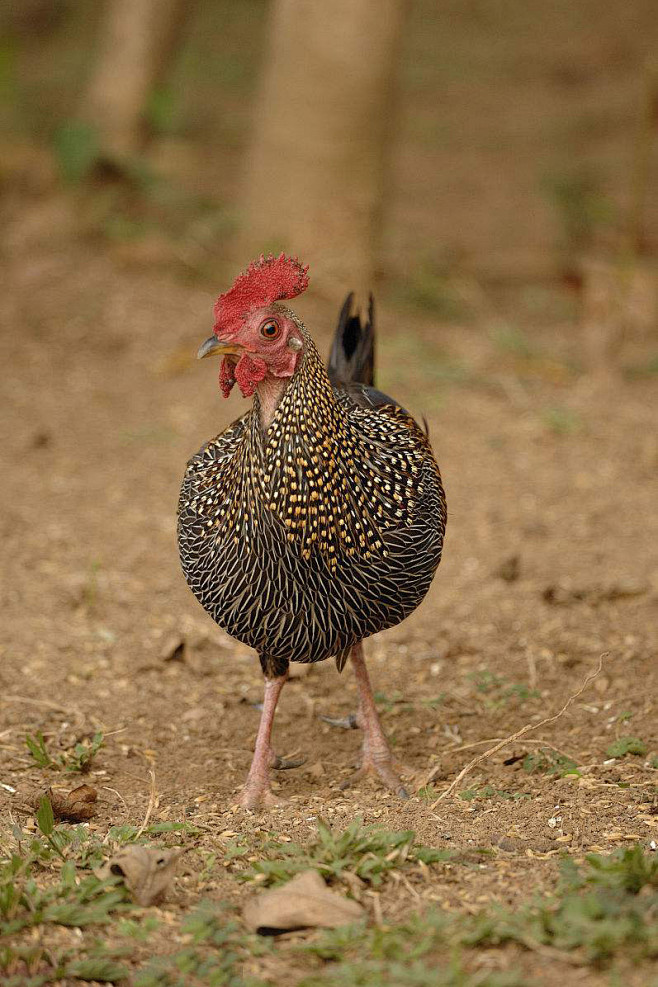 鸡形目雉科原鸡属灰原鸡