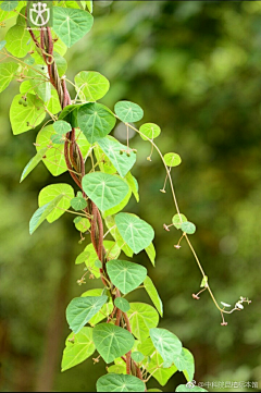 暖心的年龄采集到昆虫世界