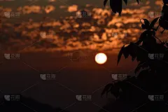 树叶和夕阳的美丽画面
