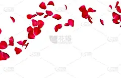 红玫瑰花瓣在圆圈中飞舞。您的照片或文本的中心可用空间